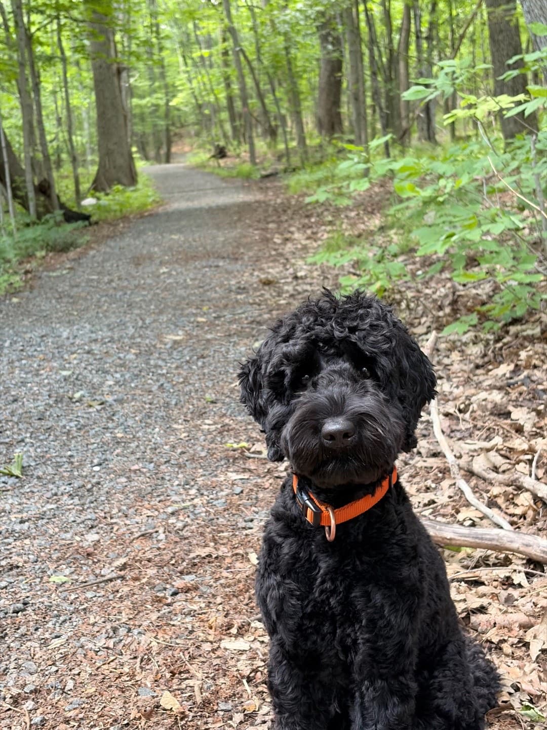 Bambino, our dog, sitting on a woodland trail
